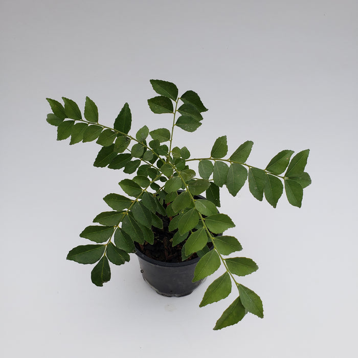 Curryleaf Tree PB3 BAGS