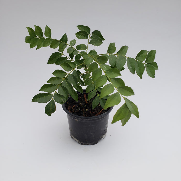 Curryleaf Tree PB3 BAGS