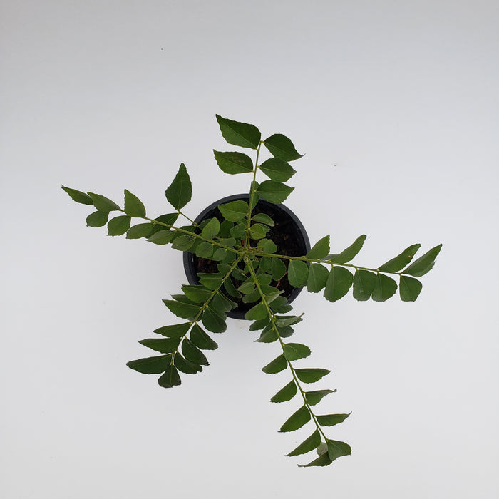 Curryleaf Tree PB3 BAGS