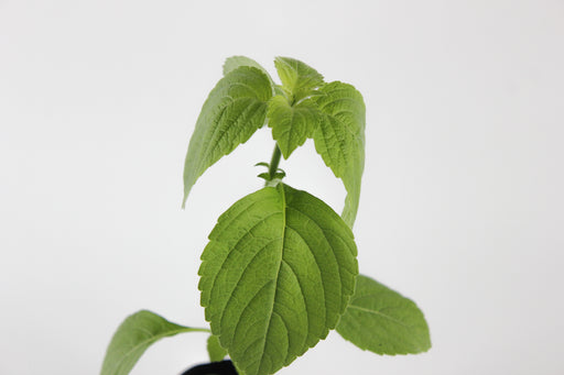 Holy Basil Tulsi NZ Veggie Plants