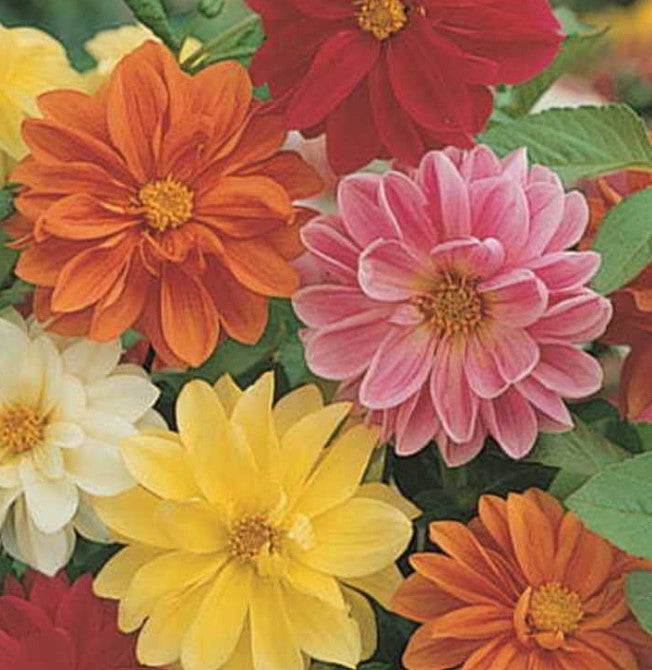 Dahlia Unwins