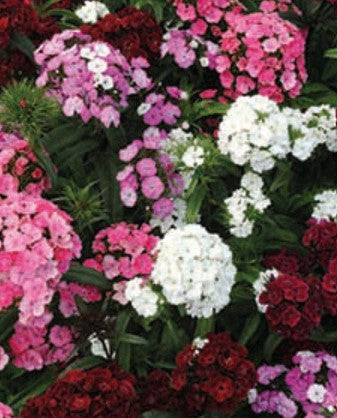 Sweet William Dash Mix Flower