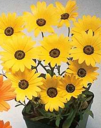 Dimorphotheca Spring Flash Yellow Flower