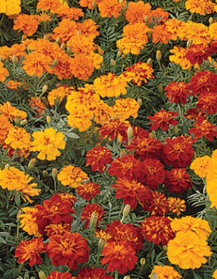 Marigold Durango Mix