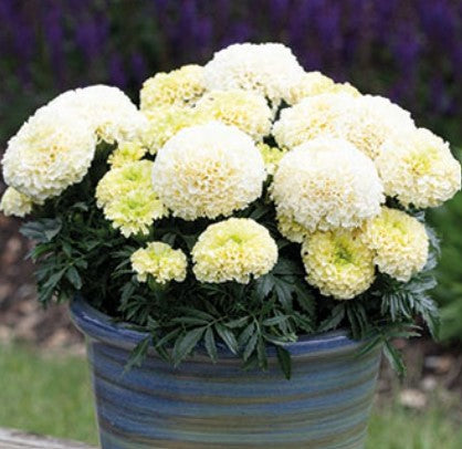 Marigold Whitegold Mini Flower