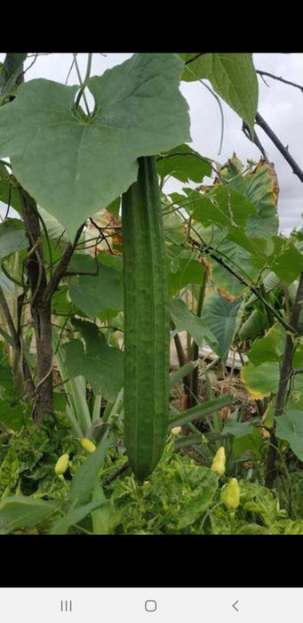 Luffa (Long Ridge) Turai