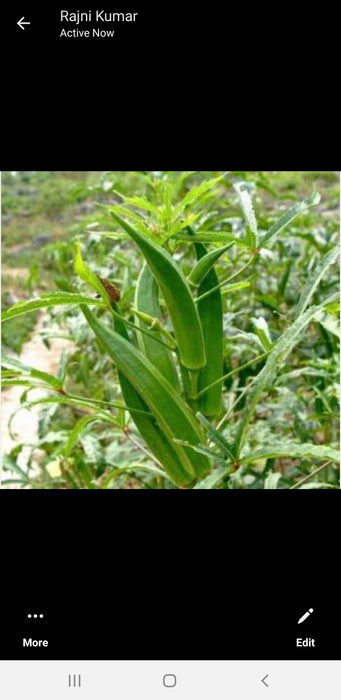 Millionaire Okra