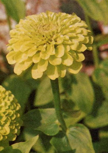 Zinnia Envy