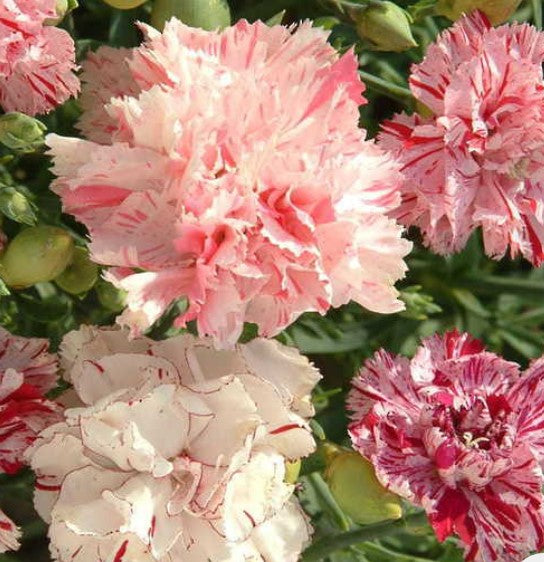 Sweet William Picotee Mix