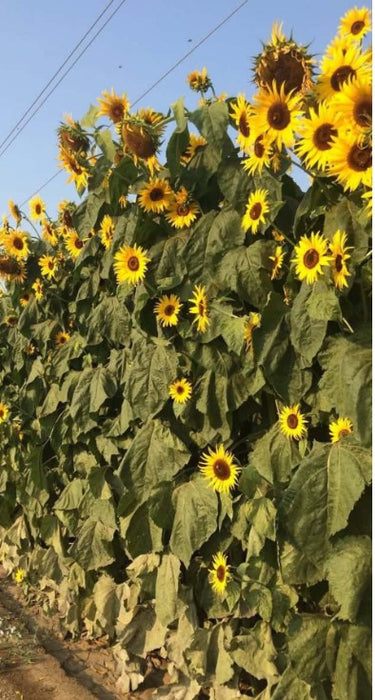 Kong Sunflower