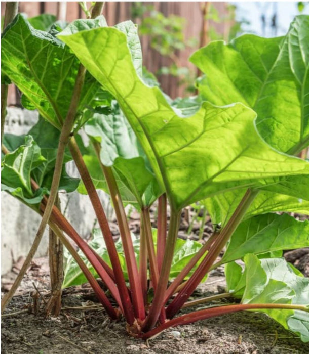 Rhubarb Glaskins Perpetual