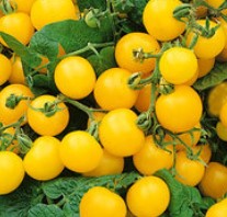 Patio Choice Yellow Tomato